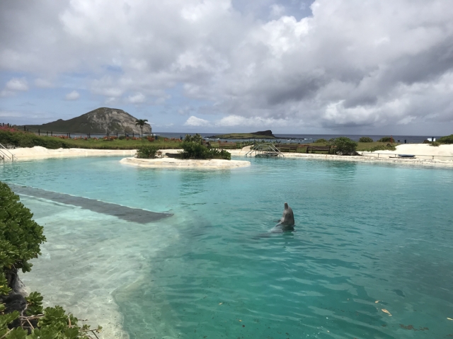 イルカにタッチ＆スイム。一緒に遊べる大人気の体験プログラムは早めの予約がマスト！