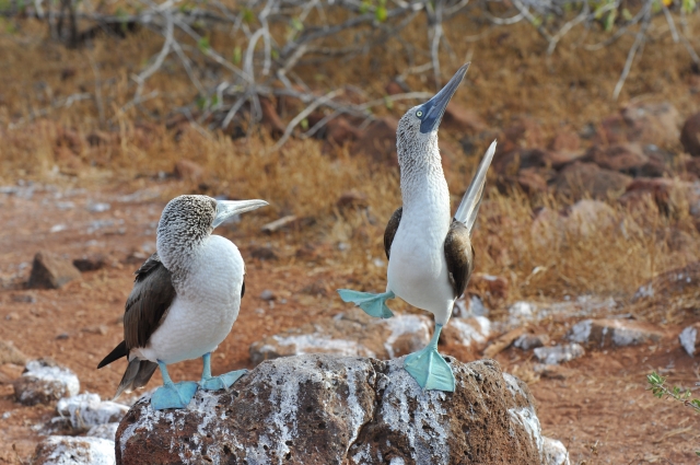 アオアシカツオドリ/Blue-footed Booby(中米、南米)