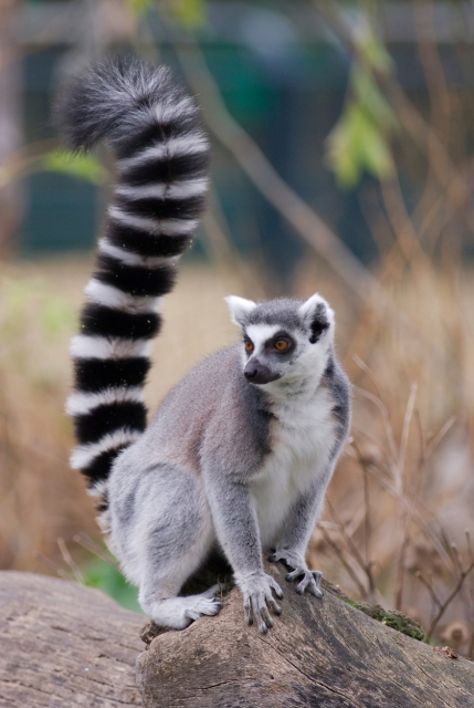 しっぽを高々と上げて歩く　©iStock