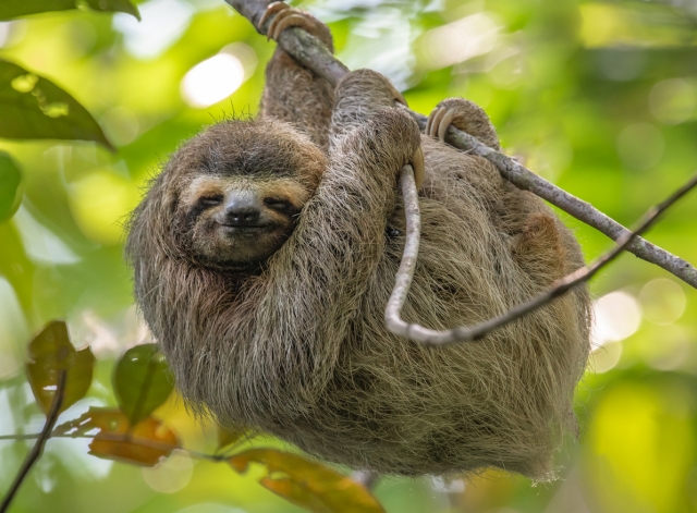 温和な表情を浮かべるナマケモノ　©iStock