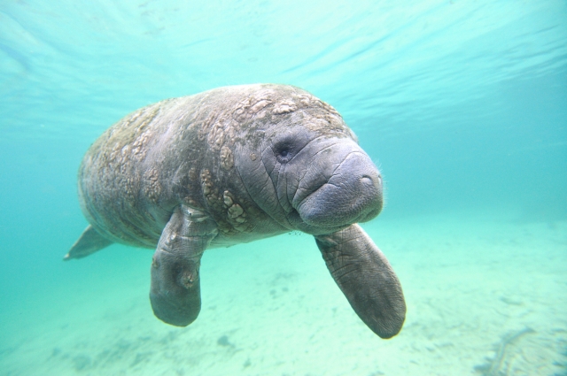 絶滅危惧種のマナティ。中米のベリーズなどで出合える　©iStock