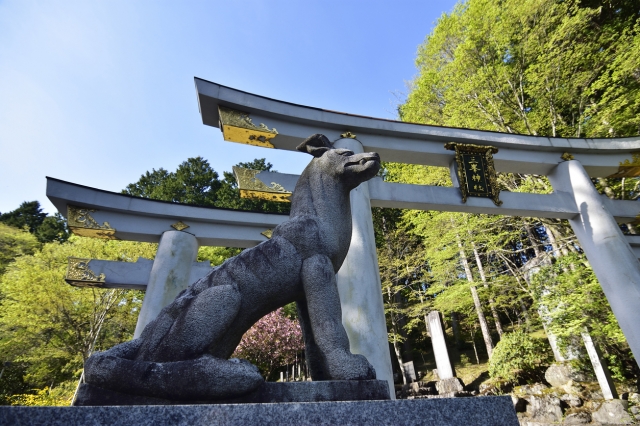 三ツ鳥居前のご眷属（オオカミ）©iStock