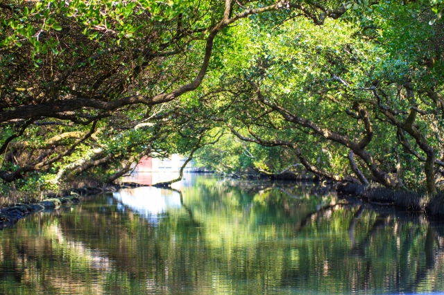 その景観から「小アマゾン川」とも呼ばれることも　©iStock