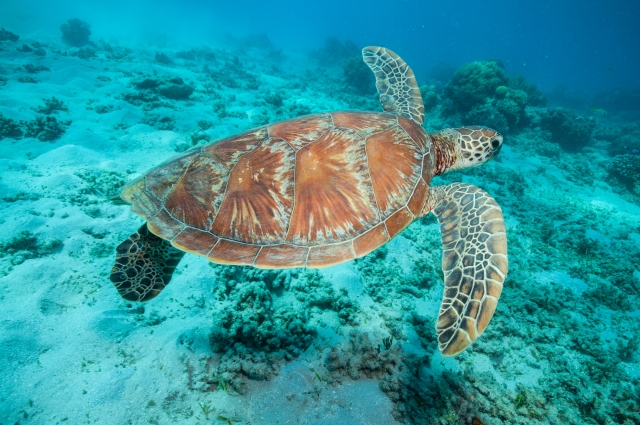 海ガメが見られることも　@istock