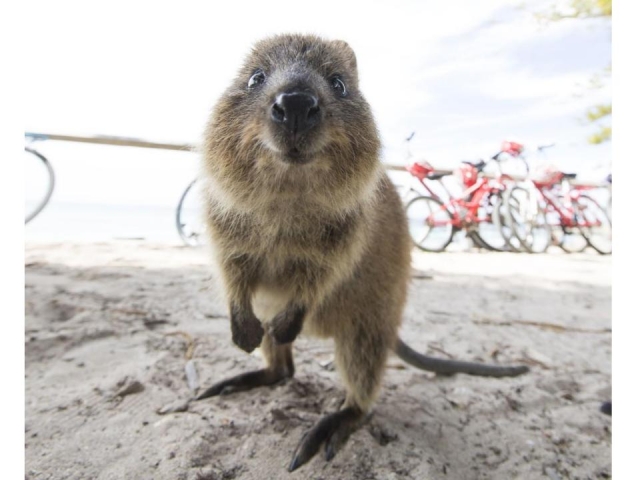 Ldquo 世界一幸せな動物 Rdquo クオッカが埼玉県こども動物自然公園で一般公開 地球の歩き方