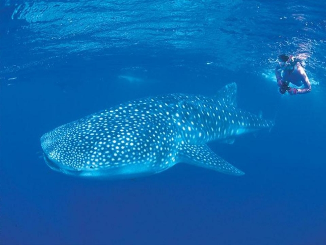 西オーストラリア州で出合えるユニークな動物17種 陸 海 番外編 地球の歩き方