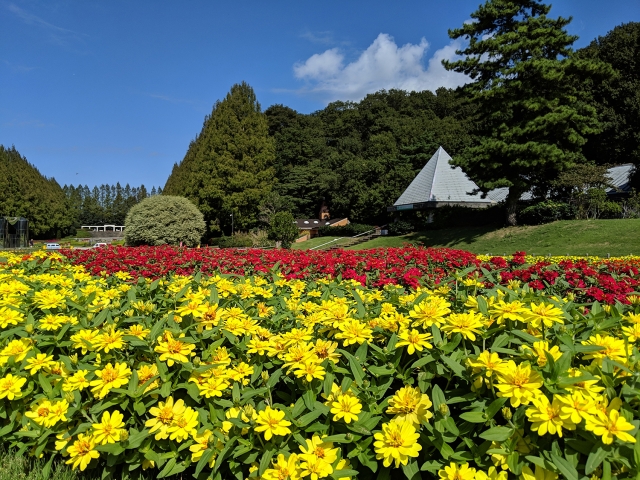 リニューアルした滋賀県の びわこ箱館山 見頃のペチュニア 風鈴の小道など 地球の歩き方