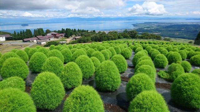 リニューアルした滋賀県の びわこ箱館山 見頃のペチュニア 風鈴の小道など 地球の歩き方