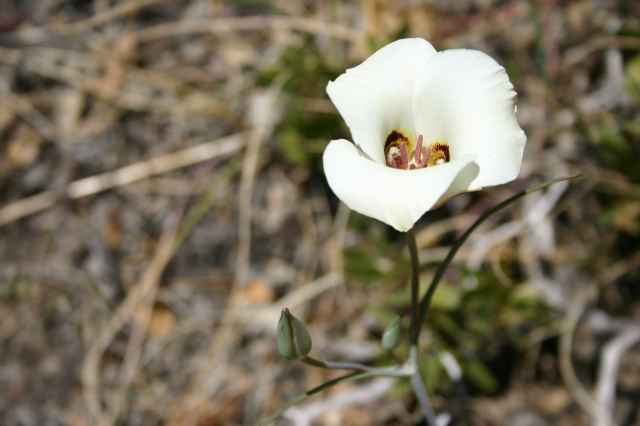 セイゴー・リリー Sego lily