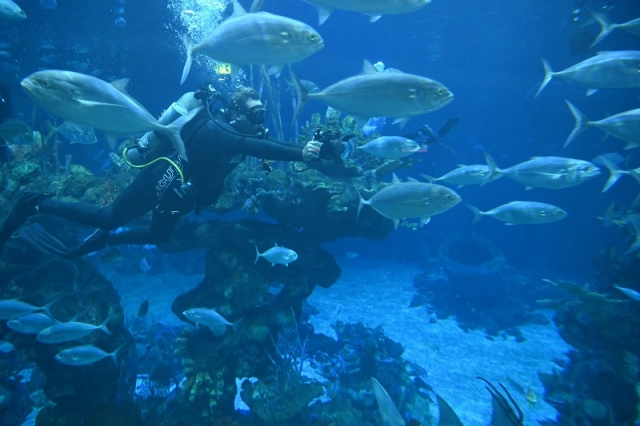 アニマルキングダムには海の生き物もたくさんいます © 2020 Disney and its related entities