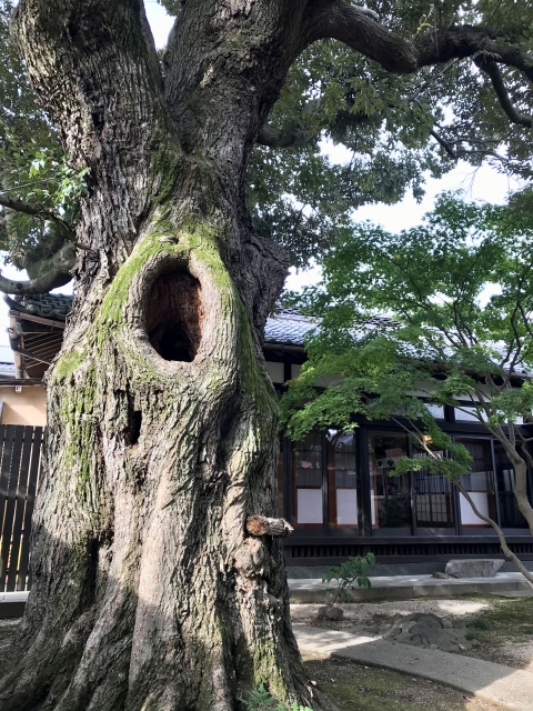 樹齢400年の椎の木がそびえ立つ中庭