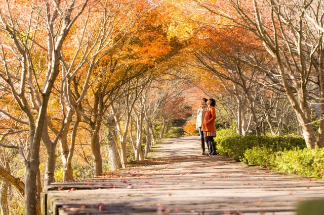 12月上旬まで見頃の伊豆の紅葉