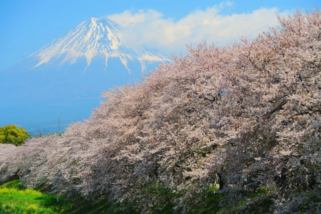 静岡の龍巌淵から眺める富士山と桜並木