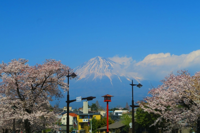 富士山と御神木の桜