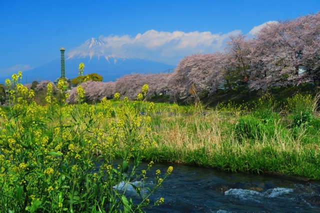 菜の花のイエローもプラス