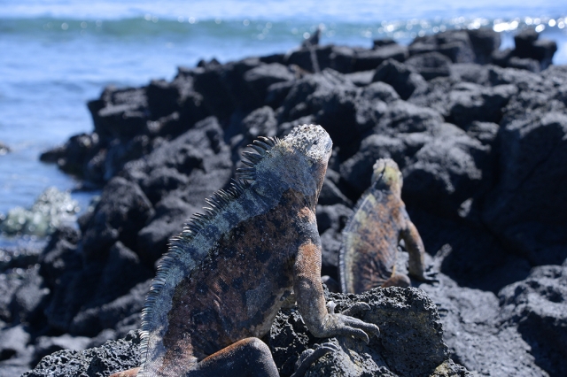 ほとんどが無人島であるガラパゴス諸島。海岸の黒いゴツゴツした岩場は、ウミイグアナのコロニー