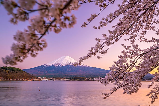 沿道には、約1kmにわたって200本ほどのソメイヨシノが　@istock