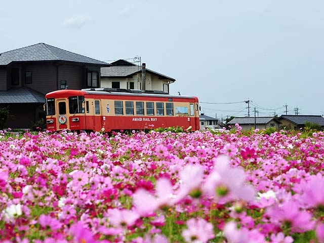 一面のコスモスの中を走る甘木鉄道（山隈駅付近）