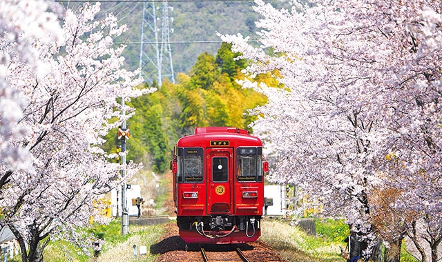 桜のトンネルを走る「長良川鉄道」の観光列車『ながら』