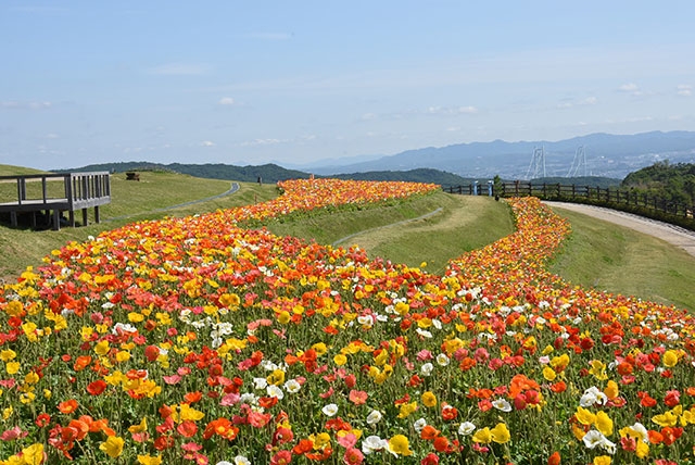 一年中楽しめる！ 「花の島」ならではの花スポットがいっぱい