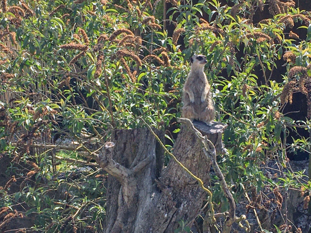 動物にとって最高の自然環境