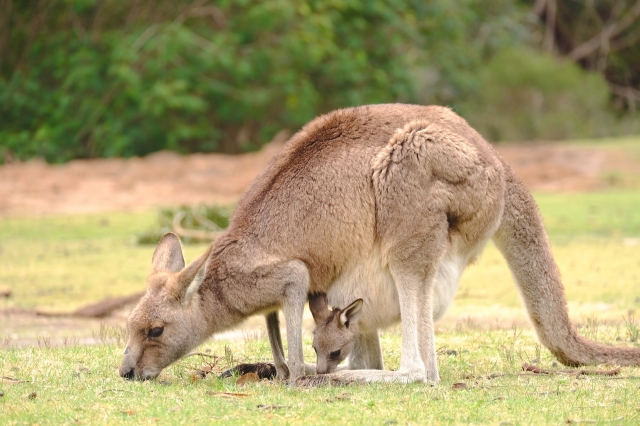 オーストラリア固有の動物カンガルー