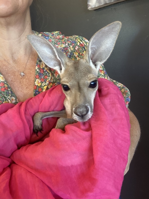 つぶらな瞳がキュートな赤ちゃんカンガルー