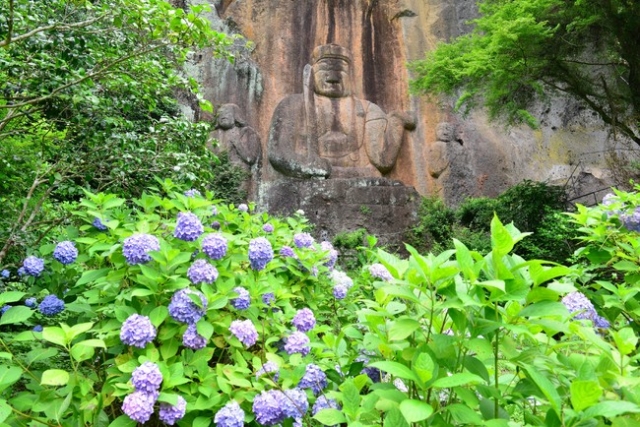 普光寺のあじさい