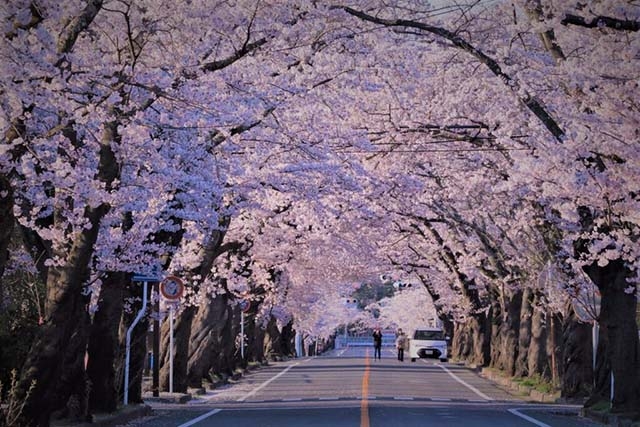 100年前から咲き続ける、1000本の桜並木への誘い