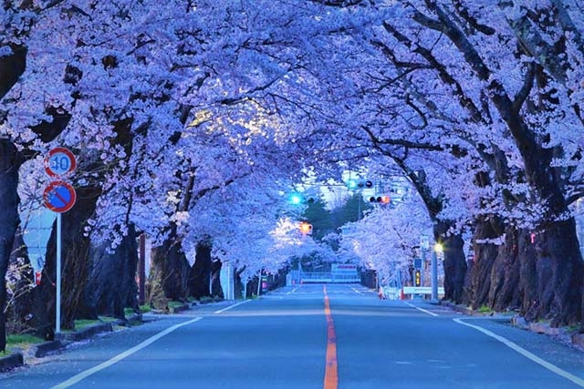 夕方の桜。時間帯により表情が変わる／2020年4月撮影(*)