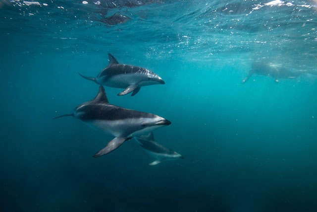 南島のカイコウラはイルカ＆ホエールウォッチングの中心地　©Miles Holden