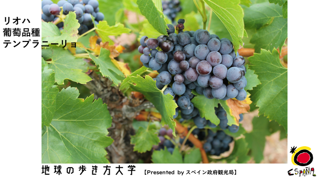 ブドウ品種 テンプラニーニョ