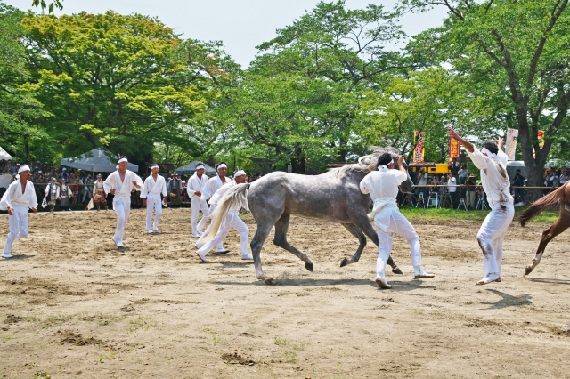 行事3日目に行われる野馬懸。裸馬と対峙する姿は勇壮そのもの