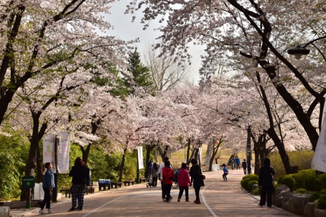 散策しながら桜が楽しめるオリニ大公園
