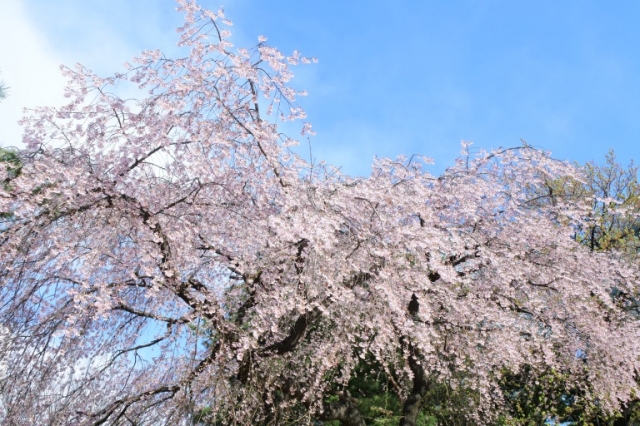 国立ソウル顕忠院の枝垂れ桜