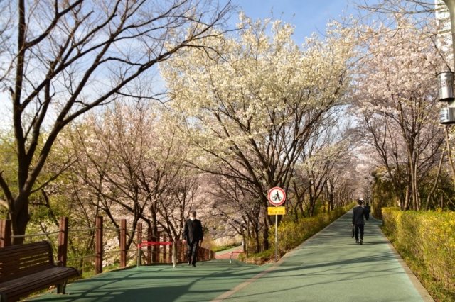 桜並木のトンネルで春を満喫できる良才川