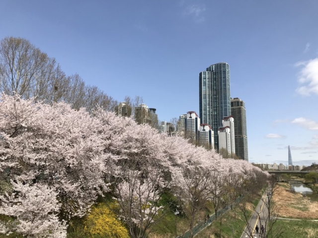 良才川と桜並木