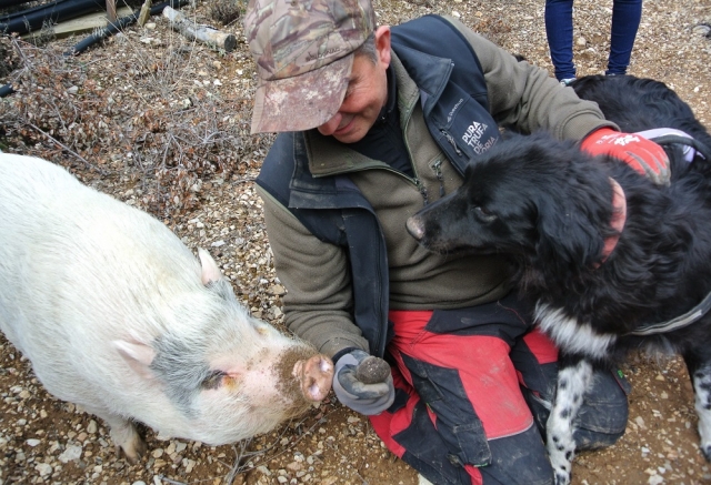 トリュフ犬ルナが見つけたトリュフのにおいを嗅ぐブジャ