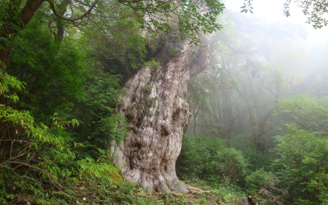 屋久島のエコツアーのハイライト縄文杉。森の王者のような風格　©primeNumber99991 / PIXTA(ピクスタ)