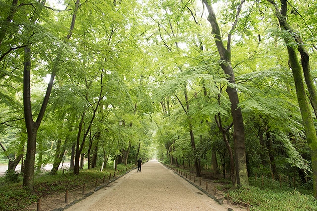 緑鮮やかな青もみじが色を添える、下鴨神社の自然林