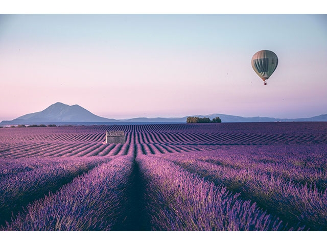 紫の絨毯を敷き詰めたかのような南仏プロヴァンスのラベンダー畑
