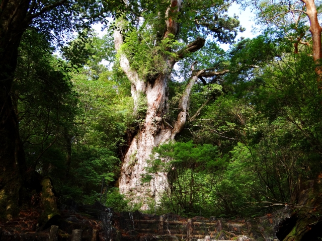 縄文杉だけではない、屋久島らしさを感じるスポット 