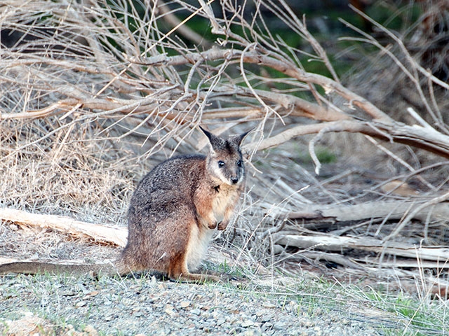 島の中北部で数多くの野生動物に出あえた