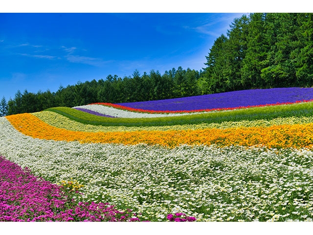 「ファーム富田」の彩りの畑