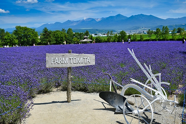 北海道を代表する花畑「ファーム富田」