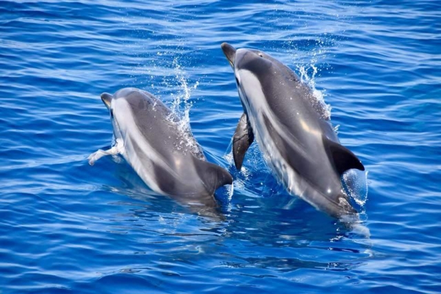 ヨットに乗ってクジラ＆ドルフィンウォッチング！