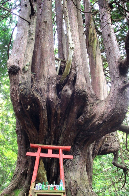 12本の枝幹は山の神様の証　十二本ヤス