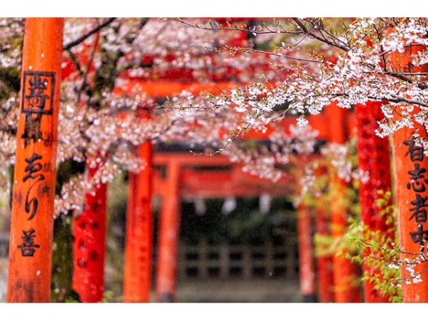 ２１ 御朱印でめぐる京都の神社 週末開運さんぽ 改訂版 | 地球の歩き方