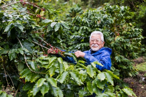 夢は日本一のコーヒー産地。徳之島コーヒープロジェクト実現への道