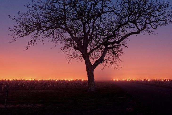 Vignes Montlouis ©Yohan Vioux.jpg